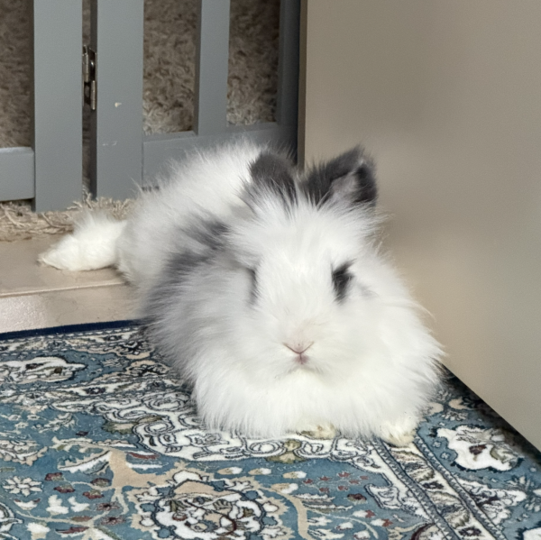 Viola