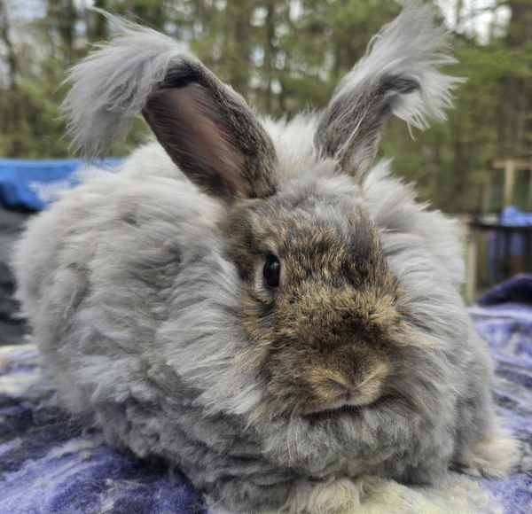 Mokey McFluffyPants