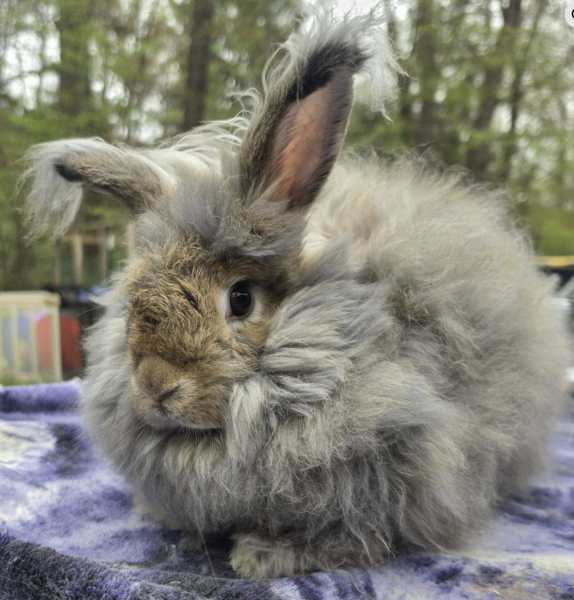 Kohl McFluffyPants