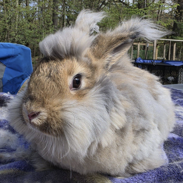 Moana McFluffyPants