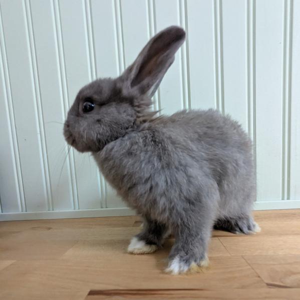 Parsley