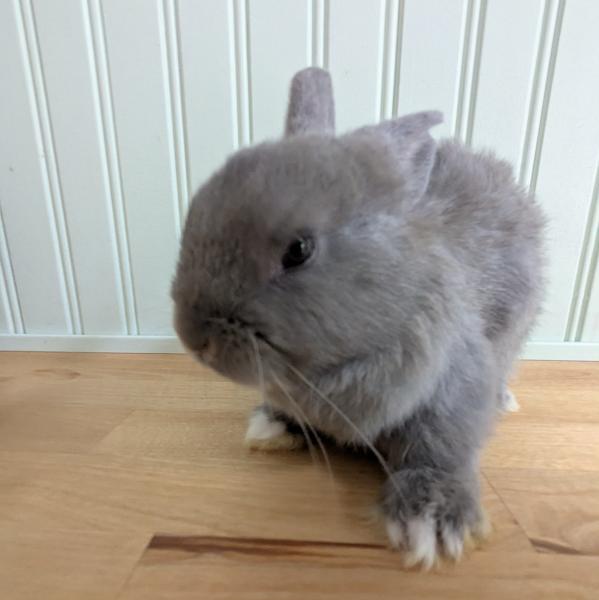 Parsley