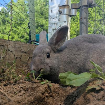 Parsley
