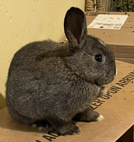 Sybil