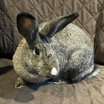 Sybil