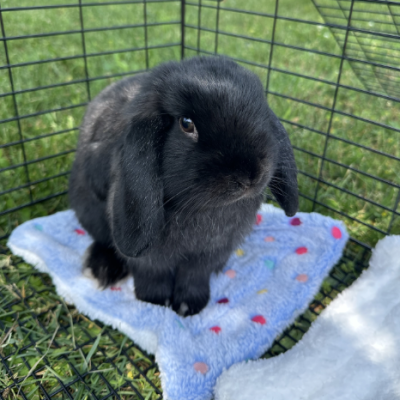 Coco Puff 