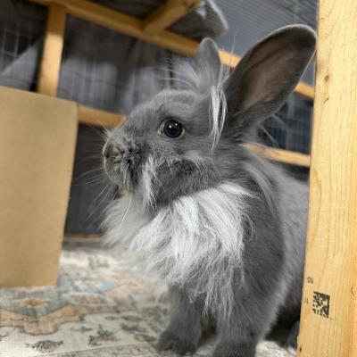 Glinda