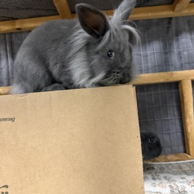 Glinda