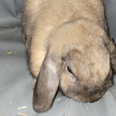 Niblet