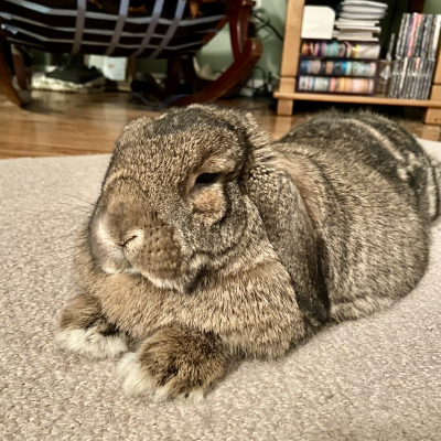 Mr. Herbert