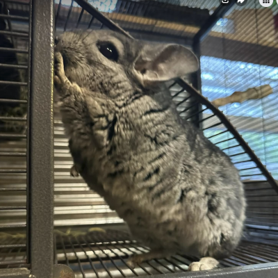 Bubbles Chinchilla