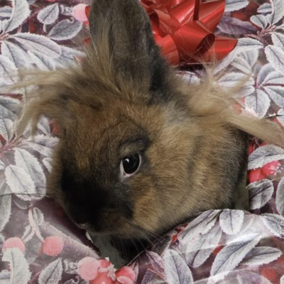 Winnie
