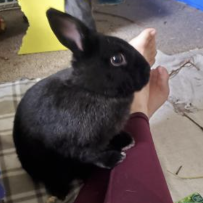 Benji