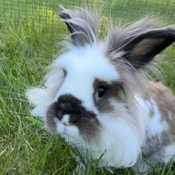 Toffee