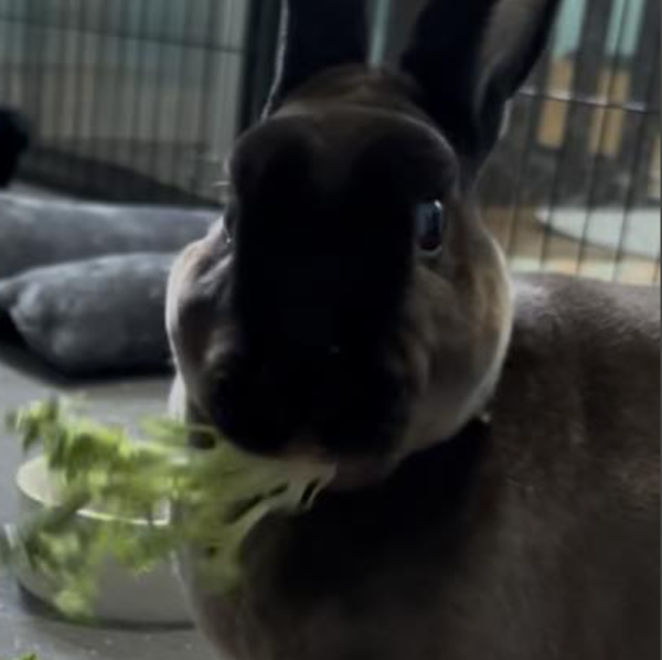 Blake