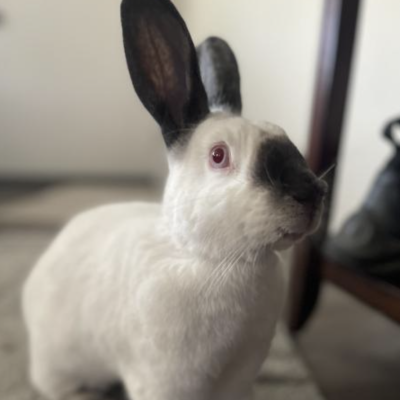 Arya