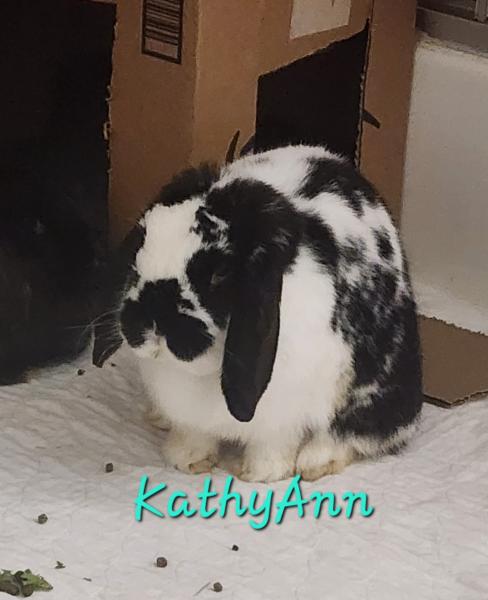 Kathy Ann
