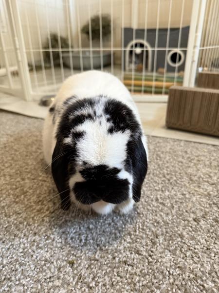 Bunn E Foo Foo