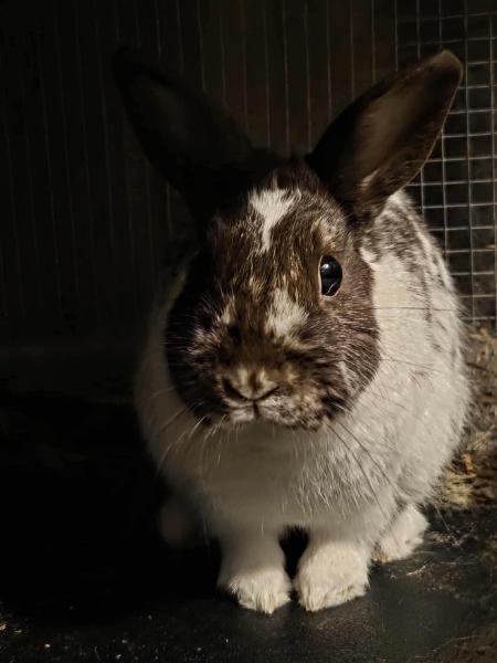 Coco