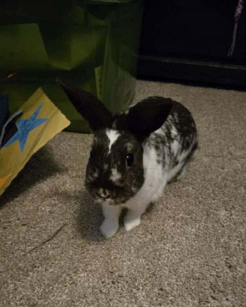 Coco
