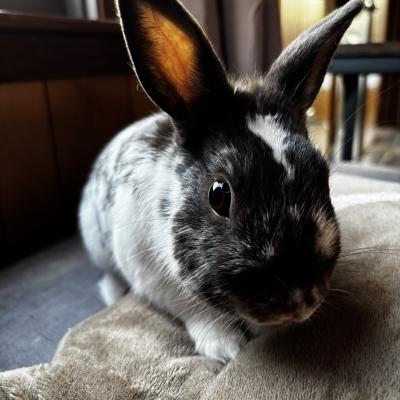 Coco