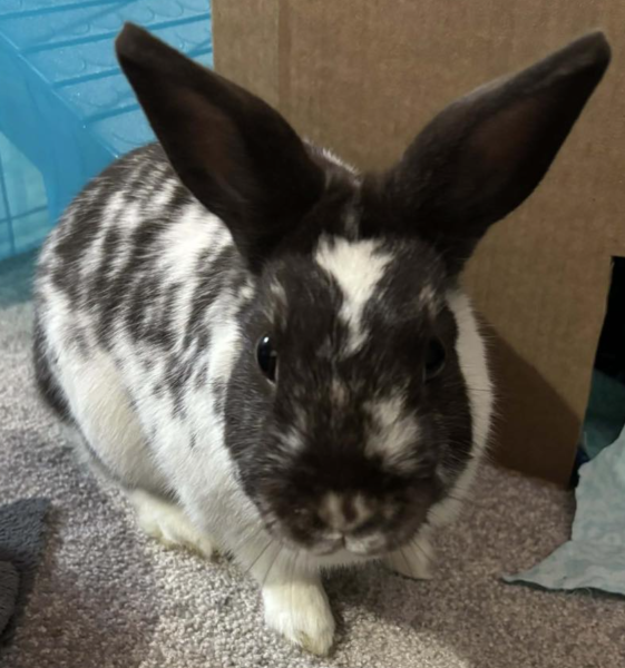 Coco