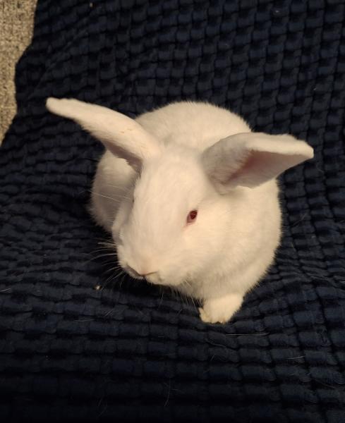 Bao 