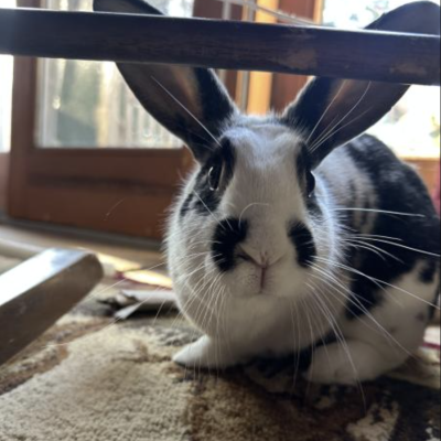 Napoleon