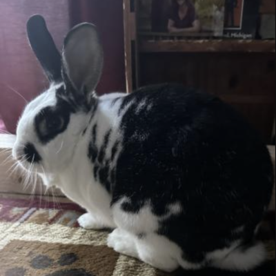 Napoleon