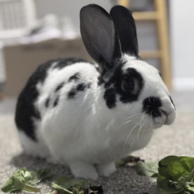 Napoleon