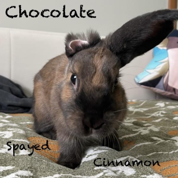 Chocolate 